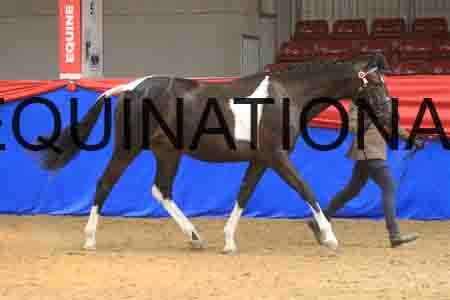 OVE-290