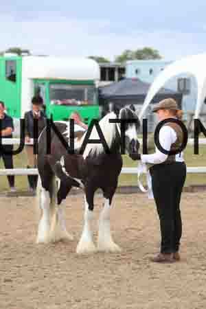 TOM-1009