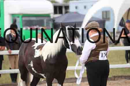 TOM-1010