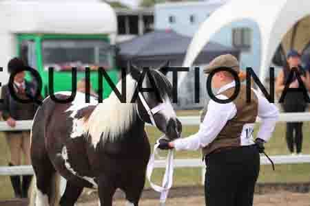 TOM-1011