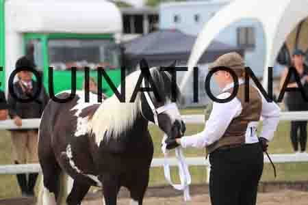 TOM-1012
