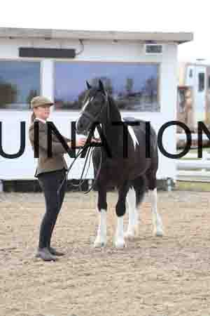 TOM-1017