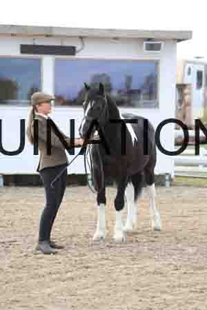 TOM-1019