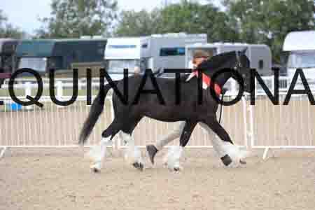 TOM-1031