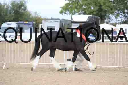 TOM-1033