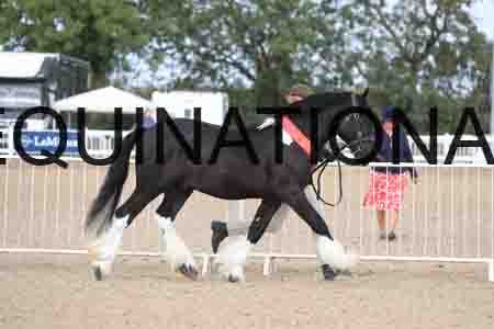TOM-1034