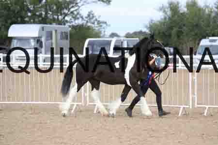 TOM-1035