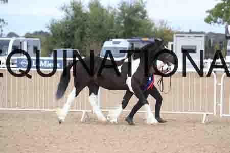 TOM-1036