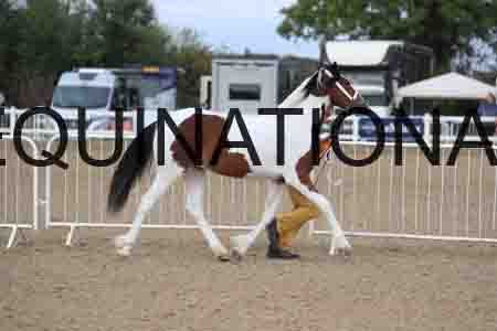 TOM-1038