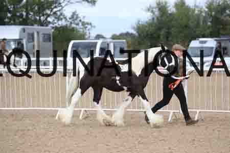 TOM-1039