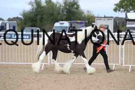 TOM-1040