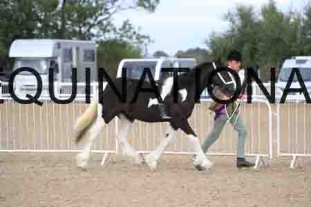 TOM-1041