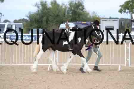 TOM-1042