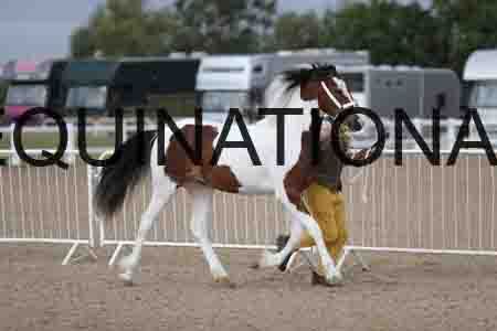 TOM-1043