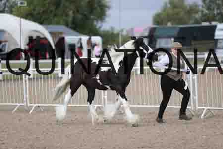TOM-1049