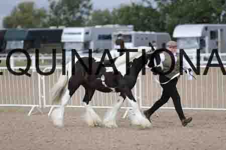 TOM-1051