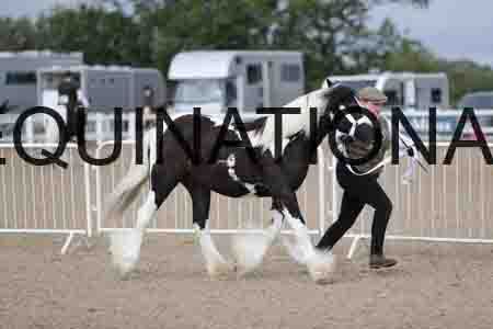TOM-1052