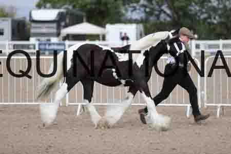 TOM-1055