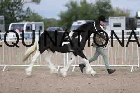 TOM-1060