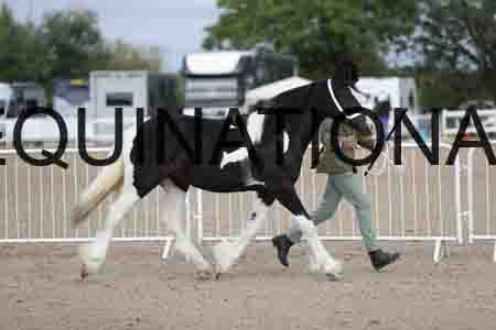 TOM-1061