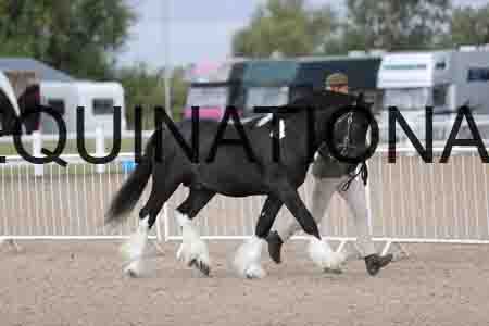 TOM-1064