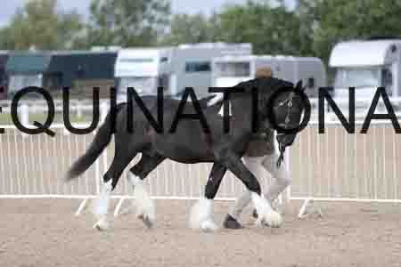 TOM-1065