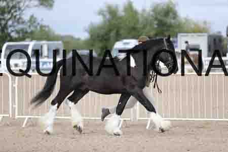 TOM-1067