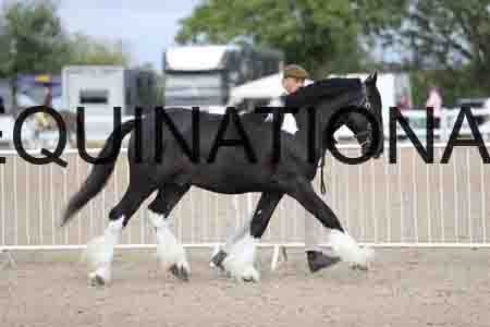 TOM-1068