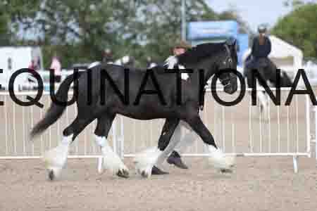 TOM-1069