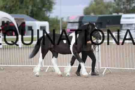 TOM-1072