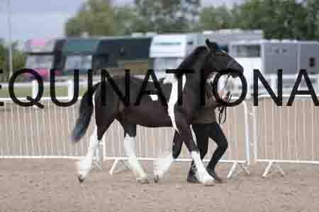 TOM-1073
