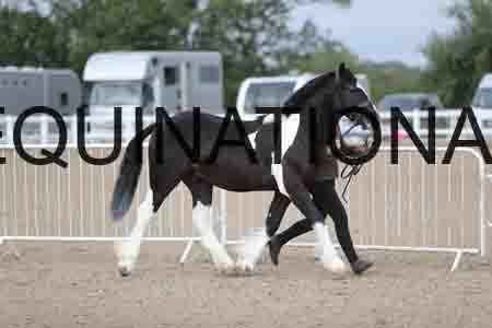 TOM-1074