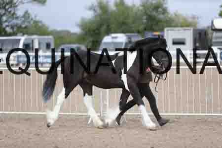 TOM-1075