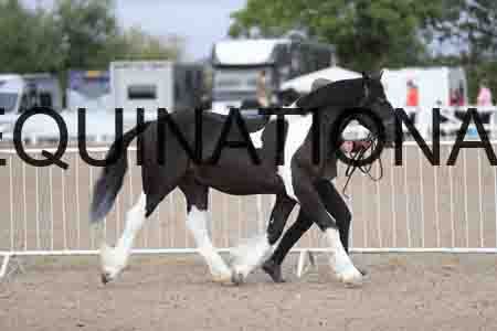 TOM-1076