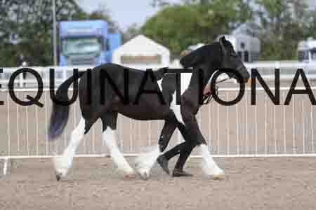 TOM-1078