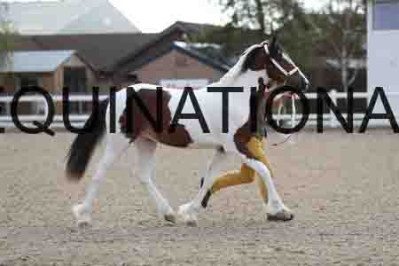TOM-1086