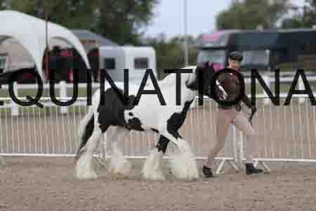 TOM-1098