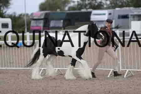 TOM-1099