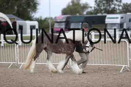 TOM-1105