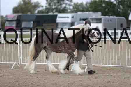 TOM-1106
