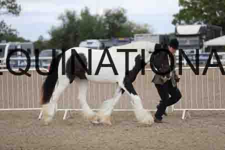 TOM-1114