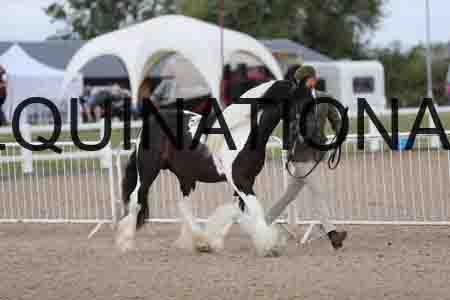 TOM-1118