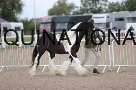 TOM-1119