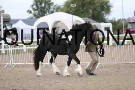 TOM-1125
