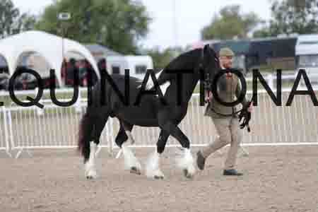 TOM-1126