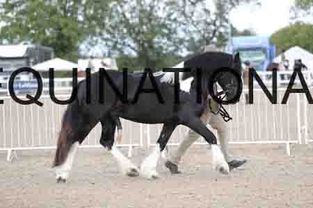 TOM-1130