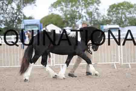 TOM-1131