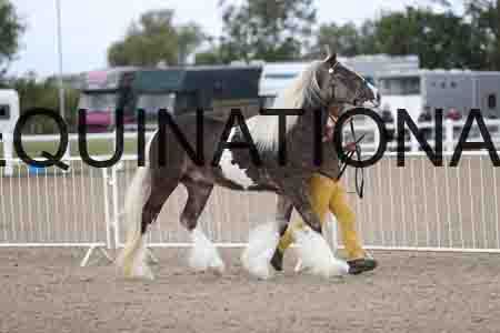 TOM-1132