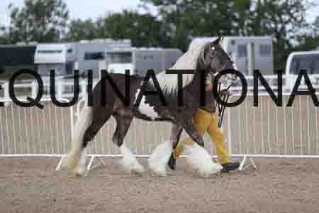 TOM-1133