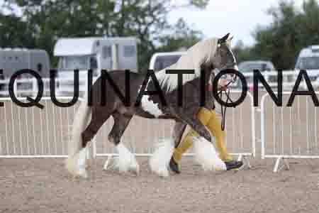 TOM-1134